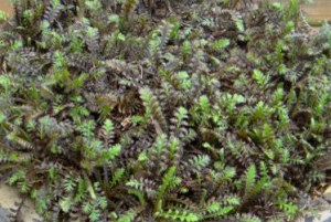 Leptinella squalida Platts Black
